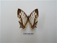 藏品(網絲蛺蝶)的圖片